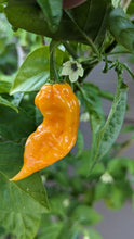 Load image into Gallery viewer, Ghost Peppers